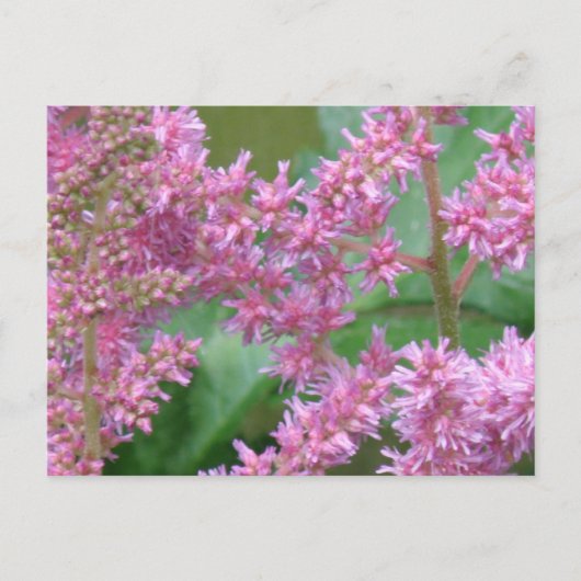 ピンクの アスティルベの花 ポストカード (正面)