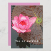 ピンクの《植物》スイレンの花空白のの招待 招待状 (正面/裏面)