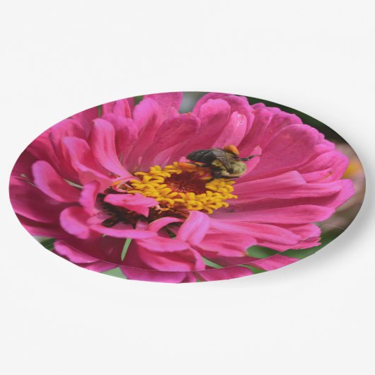 ピンクの《植物》百日草とのまわりに ペーパープレート (アングル)