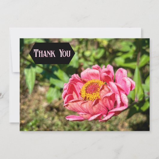 ピンクの《植物》百日草と黄色の中心 サンキューカード (正面)