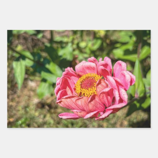 ピンクの《植物》百日草と黄色の中心 ラッピングペーパーシート (正面3)