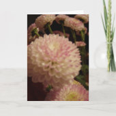 ピンクの《植物》百日草の花 カード (正面)