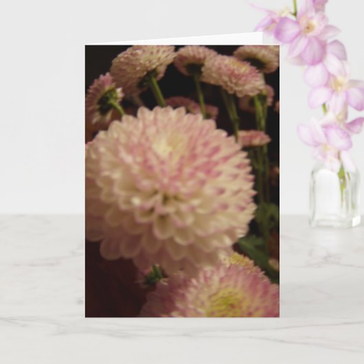 ピンクの《植物》百日草の花 カード (蘭)