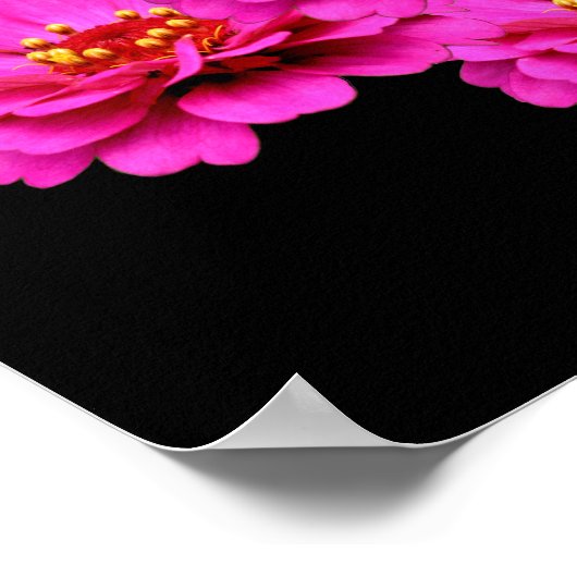 ピンクの《植物》百日草フラワーブーケ ポスター (角)