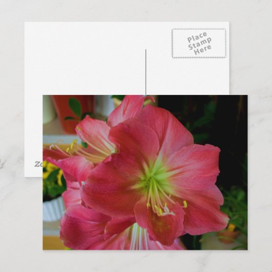 ピンクのamaryllis ポストカード (正面/裏面)
