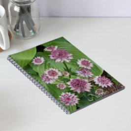ピンクのAstrantiaの花 フローラル ノートブック
