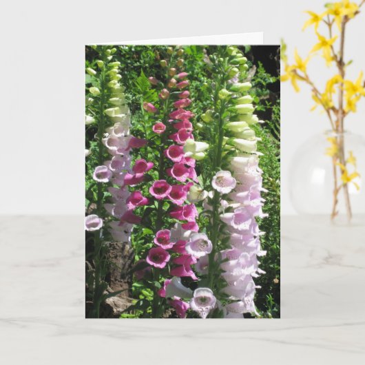 ピンクのFoxgloves カード (黄色い花)