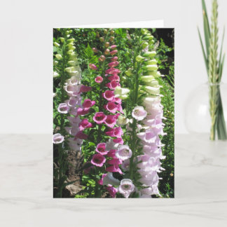 ピンクのFoxgloves カード