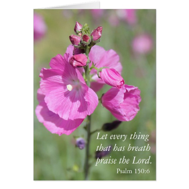 ピンクのHollyhockの賞賛 (正面)