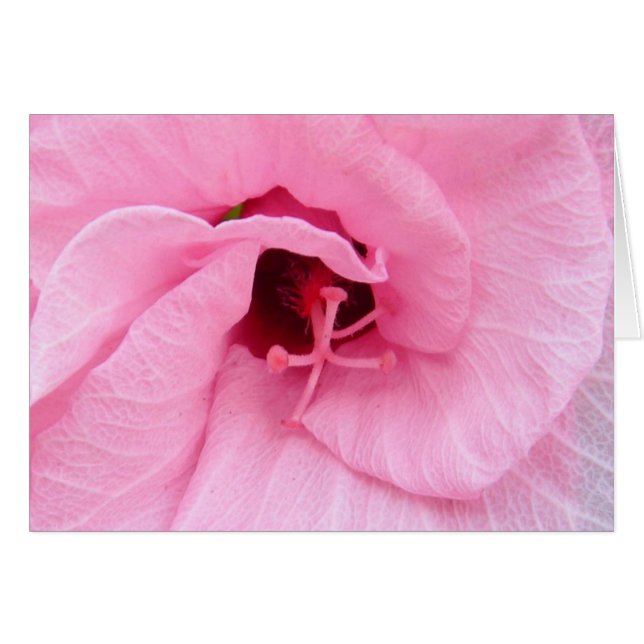 ピンクのHybiscus (正面横)