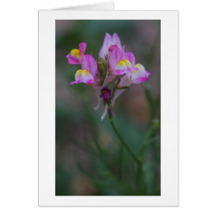 ピンクのsnapdragons