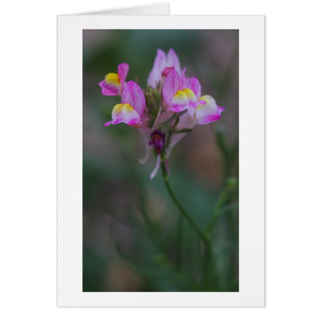 ピンクのsnapdragons (正面)