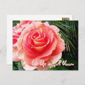 ピンクはっきりしたのローズ写真がフル開花で生きる ポストカード (正面/裏面)