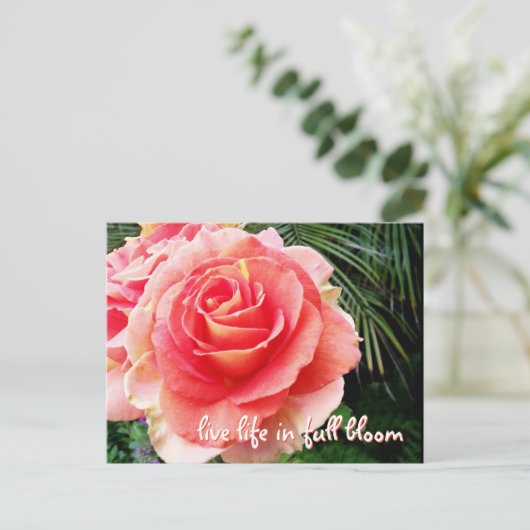ピンクはっきりしたのローズ写真がフル開花で生きる ポストカード (スタンド正面)