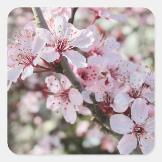 ピンクは赤い茎。 スクエアシール (正面)