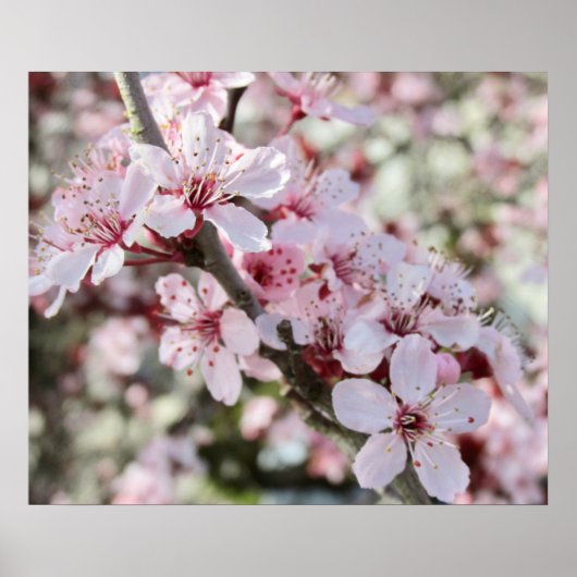 ピンクは赤い茎。 ポスター (正面)