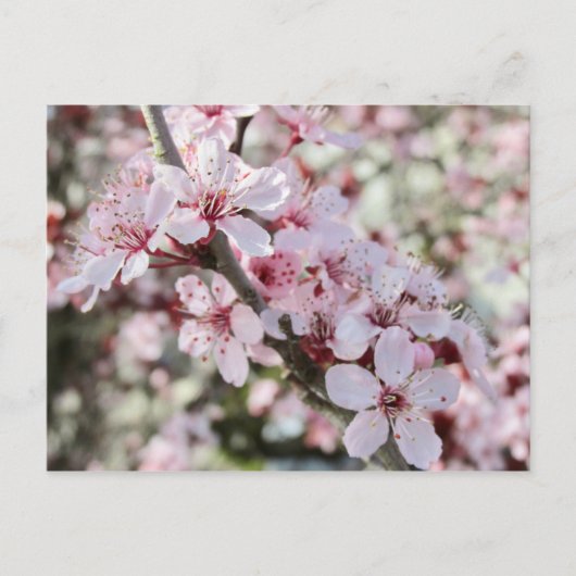 ピンクは赤い茎。 ポストカード (正面)