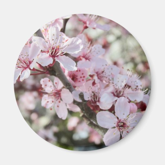 ピンクは赤い茎。 マグネット (正面)