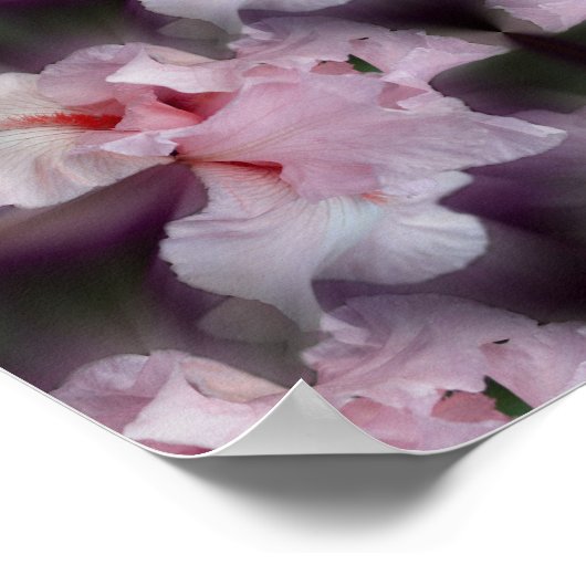 ピンクひげアイリスフラワー抽象芸術 ポスター (角)