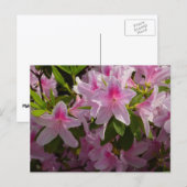 ピンクアザレアブッシュ春フローラ ポストカード (正面/裏面)