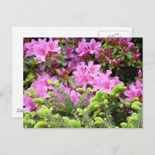 ピンクアザレア30花の松のカードギフトマグ ポストカード (正面/裏面)