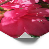 ピンクアザレア ポスター (角)