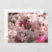 ピンクアザレア ポストカード (正面/裏面)