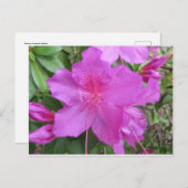 ピンクアザレア ポストカード (正面/裏面)