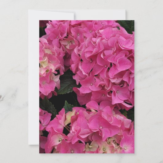 ピンクアジサイ美しい 招待状 (正面)