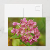 ピンクアジサイ葉書 ポストカード (正面/裏面)