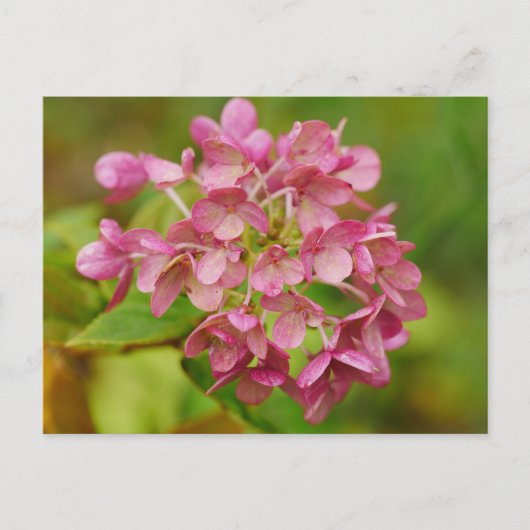 ピンクアジサイ葉書 ポストカード (正面)