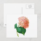 ピンクアジサイby Pierre Joseph Redoute ポストカード (正面/裏面)