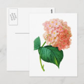 ピンクアジサイby Pierre Joseph Redoute ポストカード (正面/裏面)