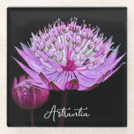 ピンクアストラアンティアフラワーオンブラックフローラ ガラスコースター