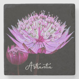 ピンクアストラアンティアフラワーオンブラックフローラ ストーンコースター