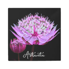 ピンクアストラアンティアフラワーオンブラックフローラ メタルプリント