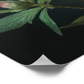 ピンクアストランティアフラワーアートプリントポスター ポスター (角)