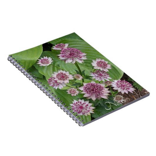 ピンクアストランティア開花フローラ ノートブック (右側)