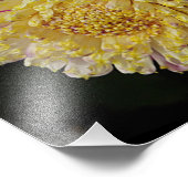 ピンクアネモネダリア開花フローラ フォトプリント            (角)