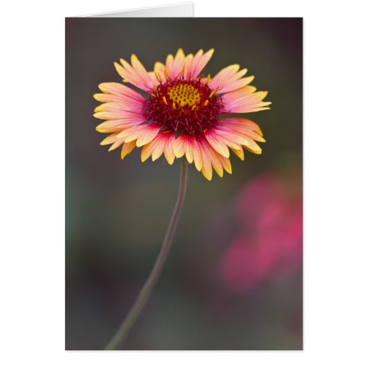 ピンクアンドイエローデザートデイジー (正面)