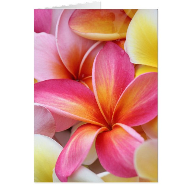 ピンクイエローパープルプルメリアフランジパニ花 (正面)
