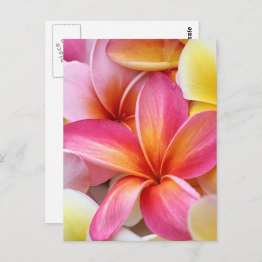 ピンクイエローパープルプルメリアフランジパニ花 ポストカード (正面/裏面)