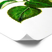 ピンクイタリアンハイビスカス花、ヴィンテージプリント ポスター (角)