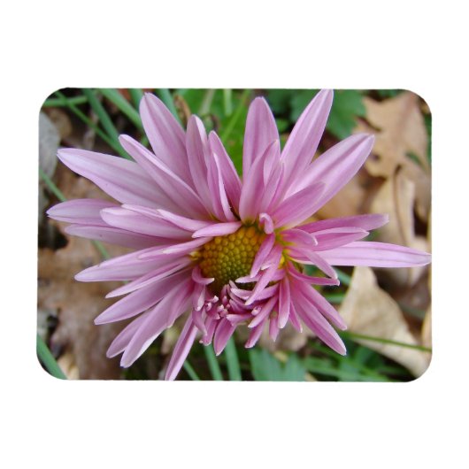 ピンクウィンク マグネット (横)