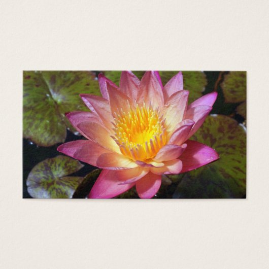 ピンクウォーターリリー写真名刺 (正面)
