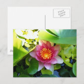 ピンクウォーターリリー ポストカード (正面/裏面)