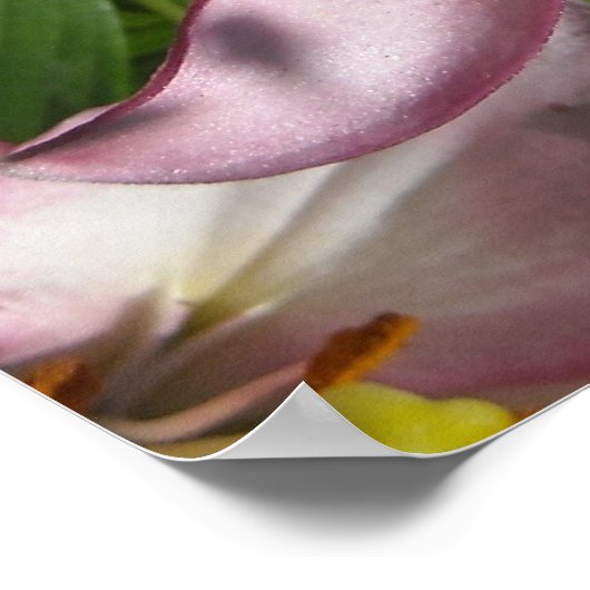 ピンクエレガントのタイガーリリー ポスター (角)