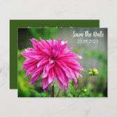 ピンクエレガントのダリアの花の日付を保存 シーズンカード (正面/裏面)