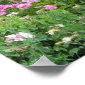 ピンクエレガントのバラ ポスター (角)