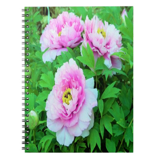 ピンクエレガントの木の牡丹の花と黄色の中心 ノートブック (正面)